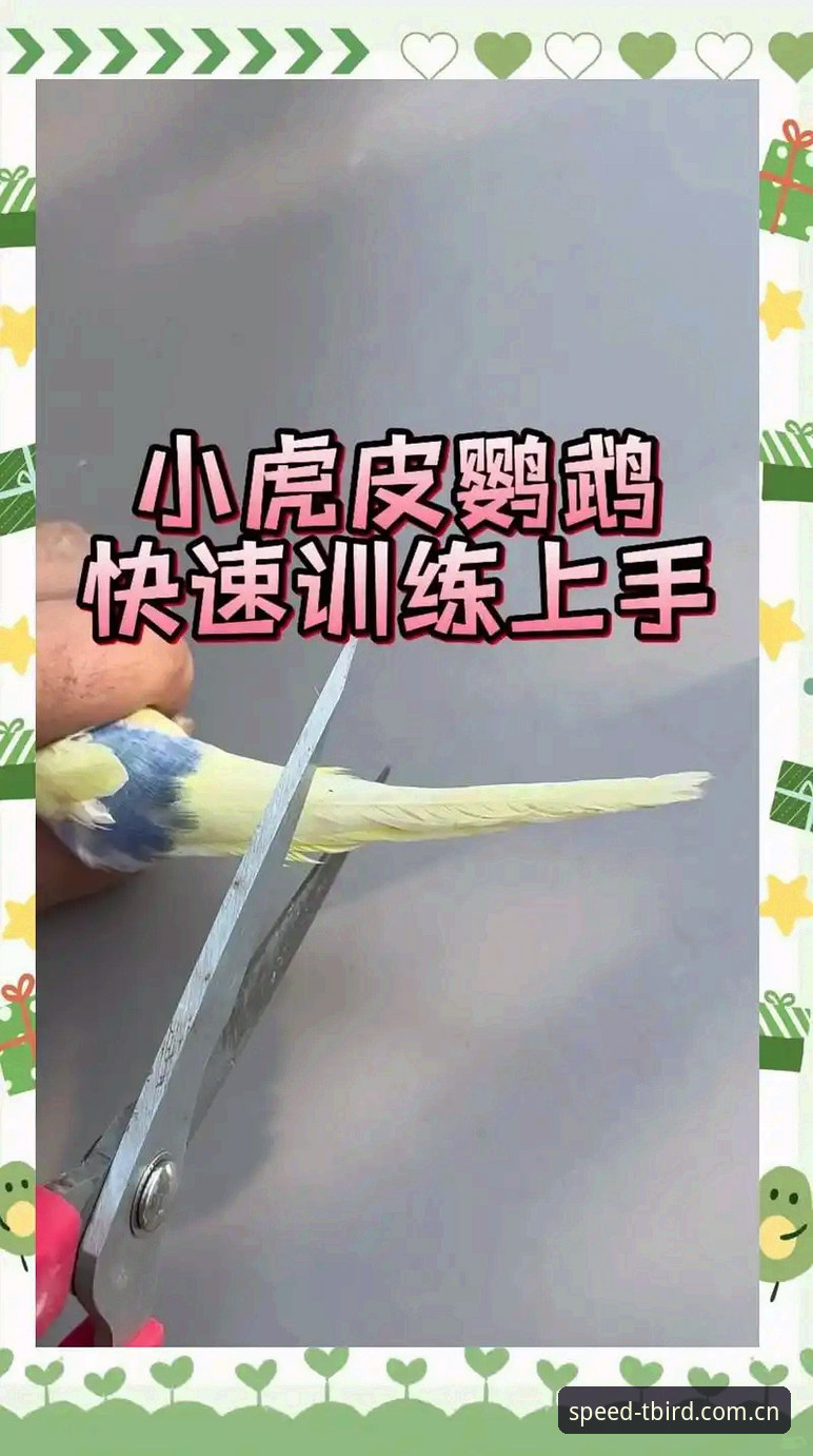5个关键步骤掌握小鸟体育注册教程，从入门到竞技高手的完整指南